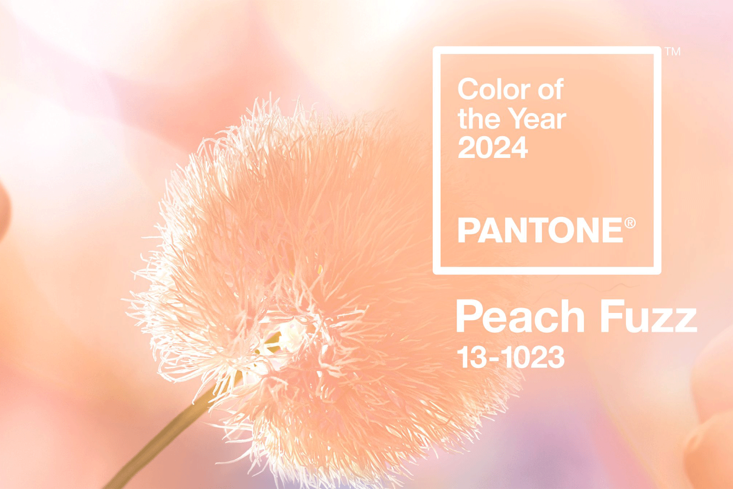 peach fuzz, farbe des jahres, pfirsich, abricot, orange, morganith, schmuck, goldschmiede, pantone, sahak, jewellery, zurich, juwelier